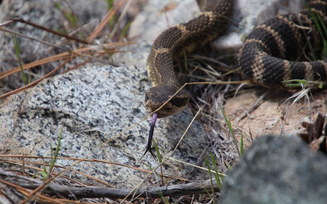Feds commit funding to Indigenous-led study of rattlesnakes