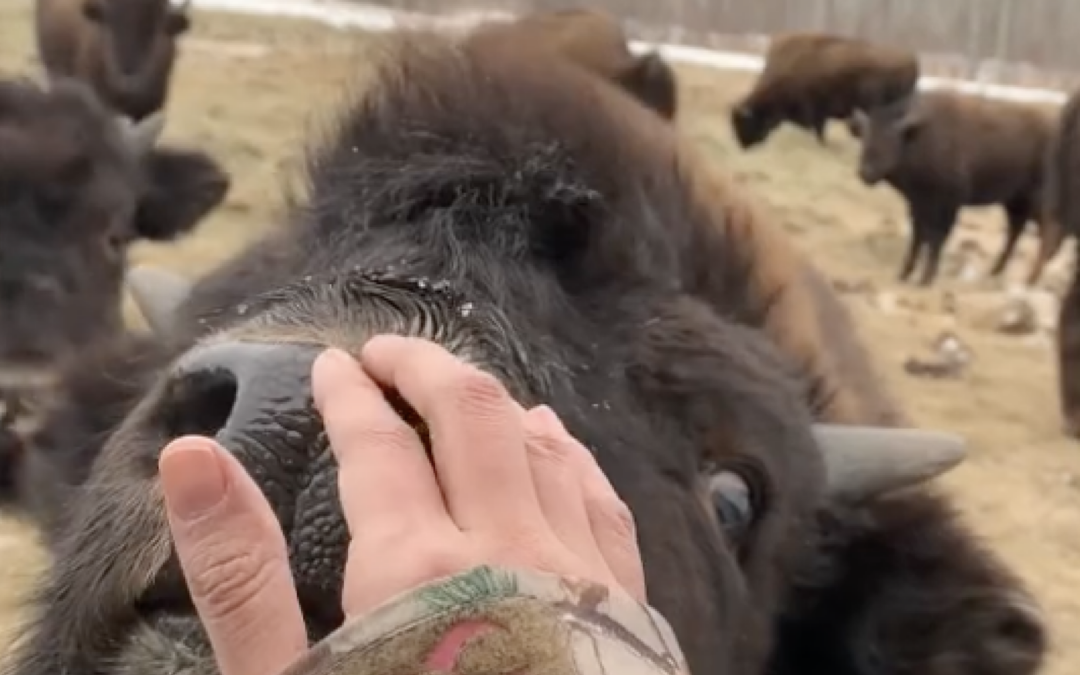 In Manitoba, a growing herd of bagwaji-bizhikiwag offers lessons in community