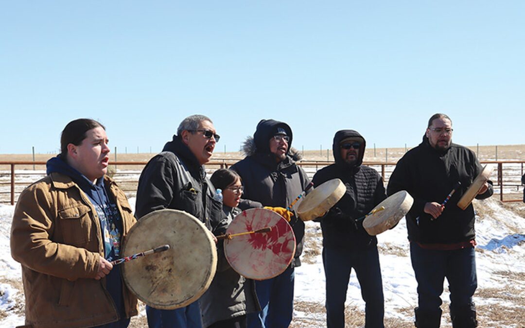 Kahkewistahaw welcomes herd of bison
