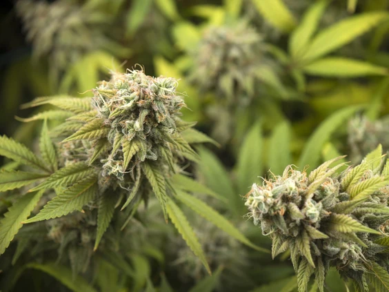 Second cabinet minister admits touring pot facility ahead of raid