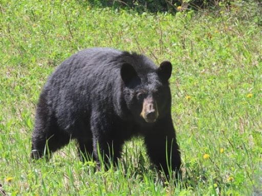 Recent Attack Puts Black Bears in the Spotlight