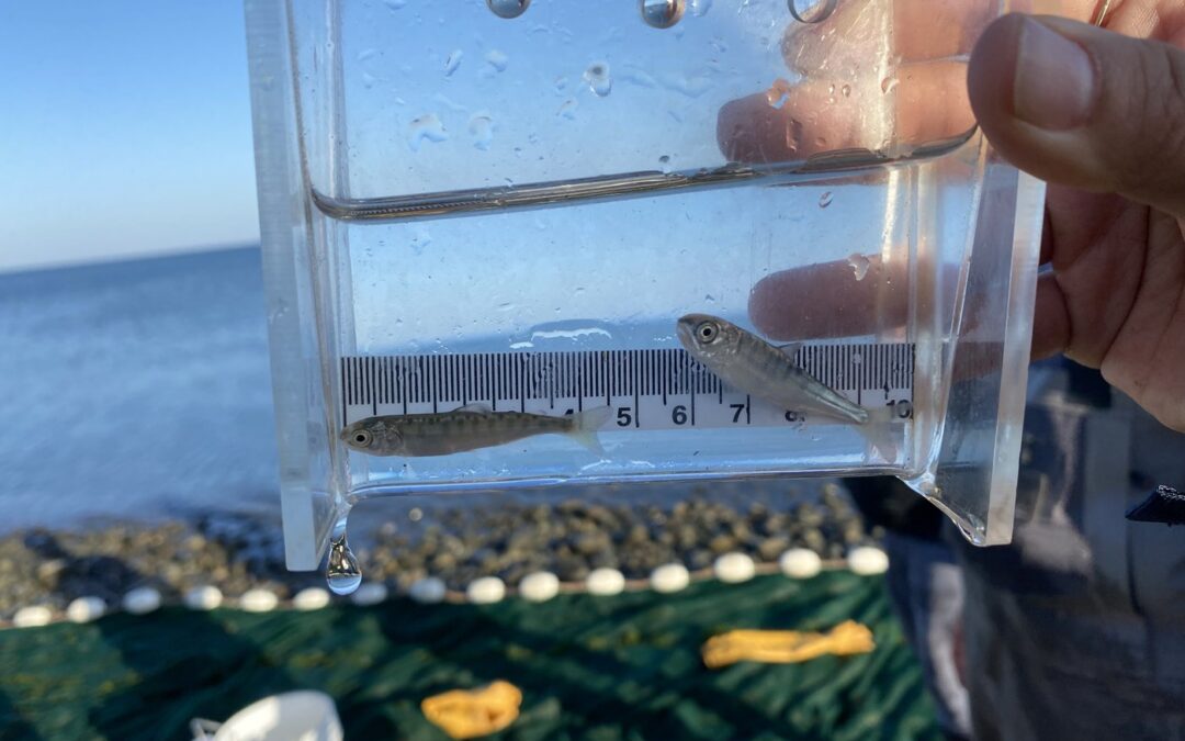 Scientists track juvenile salmon to assess potential impacts of Roberts Bank port expansion